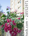 Streetside flower wall 28552971