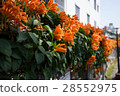 Streetside flower wall 28552975