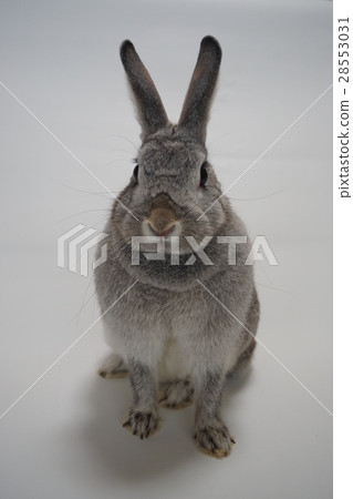Rabbit  28553031