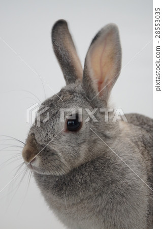 Rabbit  28553035