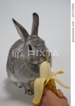 Rabbit  28553068