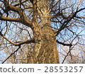 我抬頭看著一棵大樹 28553257