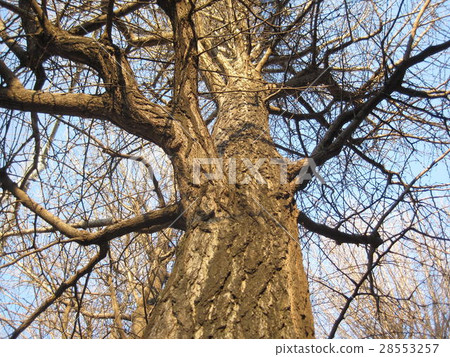 我抬頭看著一棵大樹 28553257