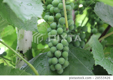 Grapes with green leaves 20538 Grapes with green leaves 20538 28553426