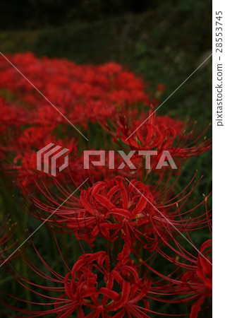 Cluster amaryllis 28553745