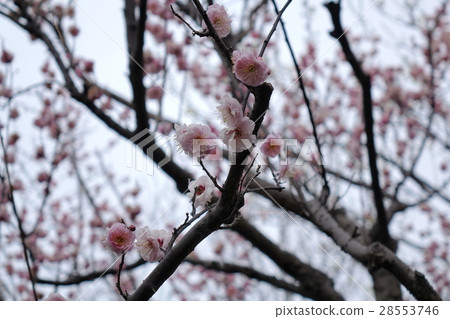 福屋青梅李（春日） 28553746