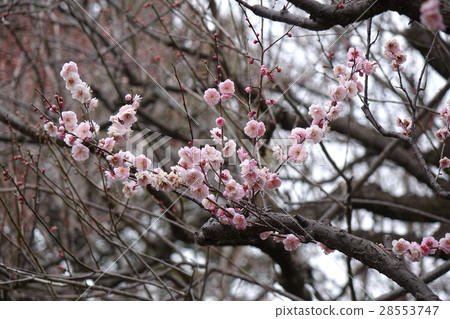 福屋青梅李(春日) 福屋青梅李(春日) 28553747