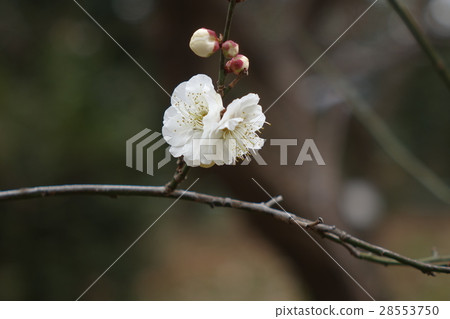 福谷青梅李(紅鶴) 福谷青梅李(紅鶴) 28553750