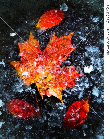Autumn Leaves In Ice Autumn Leaves In Ice 28553758