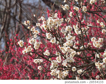 Plum of Kairakuen Plum of Kairakuen 28554133