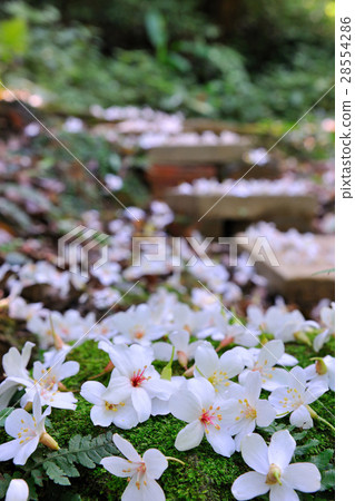 Tung tree flower 28554286