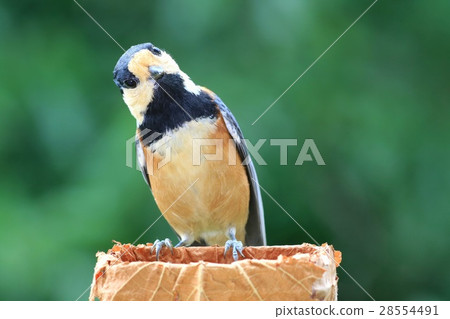 可笑的野鳥Yamagara 28554491