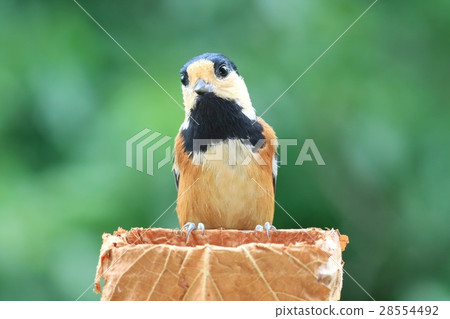 Amusing wild bird Yamagara 28554492