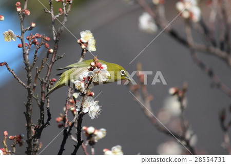 Mejiro on plum Mejiro on plum 28554731