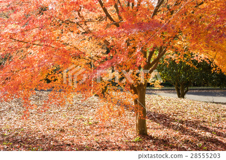 Autumn leaves of Aitaka wide area park Autumn leaves of Aitaka wide area park 28555203