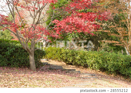Autumn leaves of Aitaka wide area park Autumn leaves of Aitaka wide area park 28555212