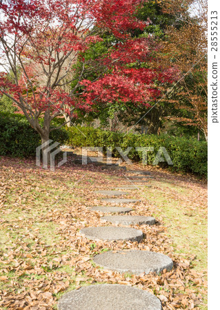 Autumn leaves of Aitaka wide area park Autumn leaves of Aitaka wide area park 28555213