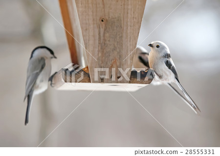 Shimanega Long tailed tit titmouse 28555331