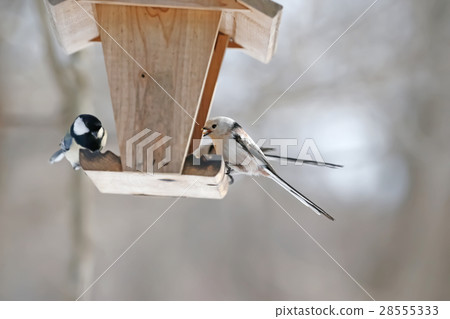 Shimanega Long tailed tit titmouse 28555333