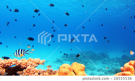 Nishihama Beach underwater photography of Okinawa Akajima Nishihama Beach underwater photography of Okinawa Akajima 28555536