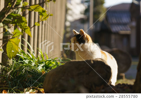 Cat  28555780