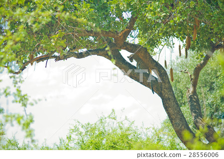 leopard leopard 28556006