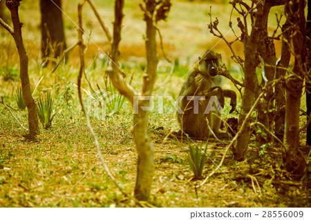 baboon baboon 28556009