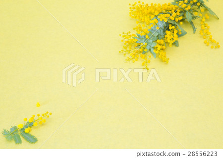 含羞草花 28556223