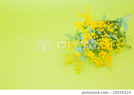 含羞草花 28556224