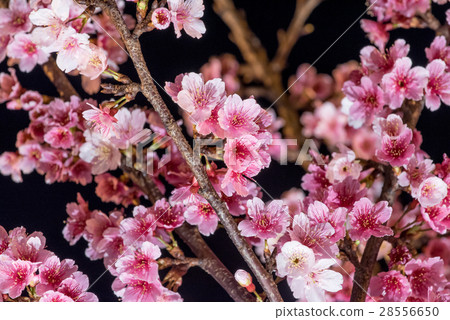 Spring cherry blossoms in night 28556650