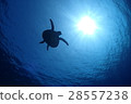 Green turtle 28557238