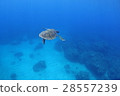 Green turtle 28557239