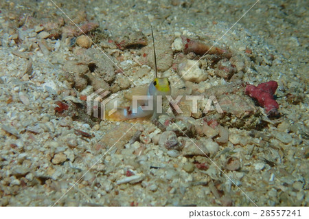 Hirenaga Threadingbow Hirenaga Threadingbow 28557241