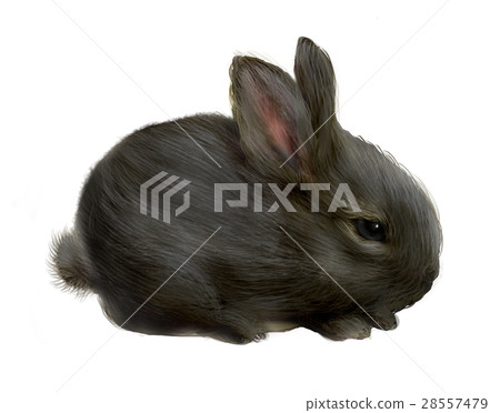 A black rabbit - Stock Illustration [28557479] - PIXTA