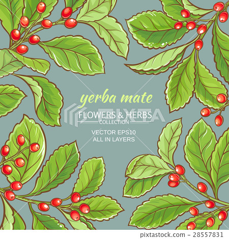 yerba mate  frame 28557831