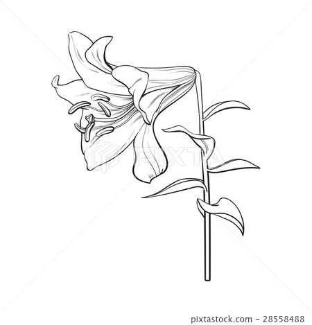 Single white lily flower with stem and leaves 28558488