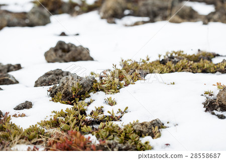 Small plants grow on volcanic underground 28558687