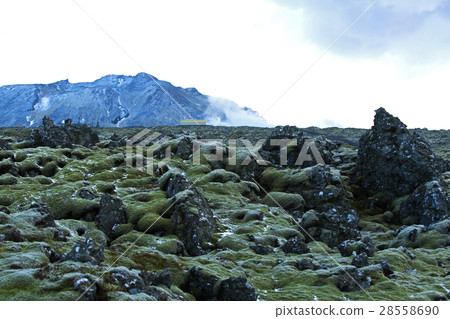 Resistant moss on volcanic rocks in Iceland 28558690