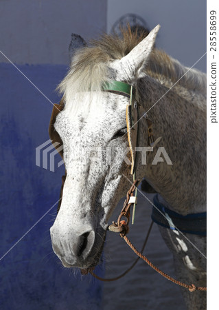 Closeup of a white horse with cart Closeup of a white horse with cart 28558699
