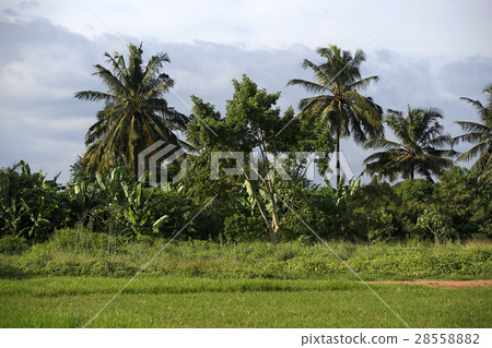 Beautiful palm trees 28558882