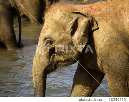 Elephant bathing at the orphanage Elephant bathing at the orphanage 28559213