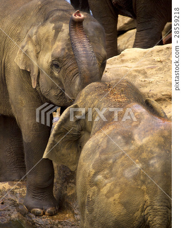 Elephant bathing at the orphanage Elephant bathing at the orphanage 28559218