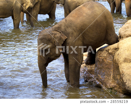 Elephant bathing at the orphanage Elephant bathing at the orphanage 28559219