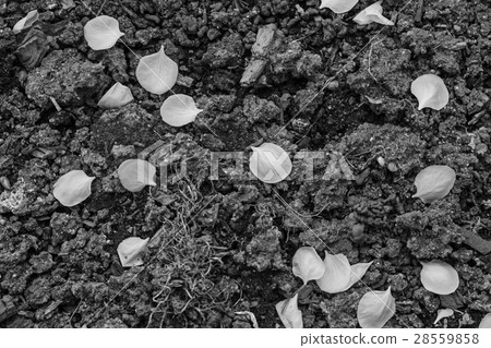 Withered petals on the ground Withered petals on the ground 28559858