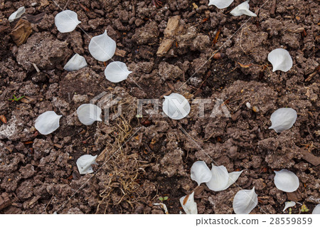 Withered petals on the ground Withered petals on the ground 28559859