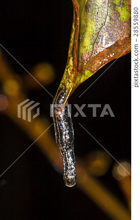 Icicles 28559880