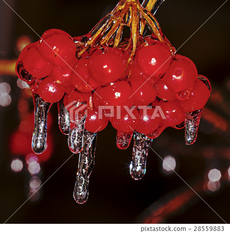 Icicles on a guelder-rose 28559883