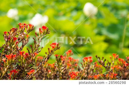 The Stone Roses The Stone Roses 28560298