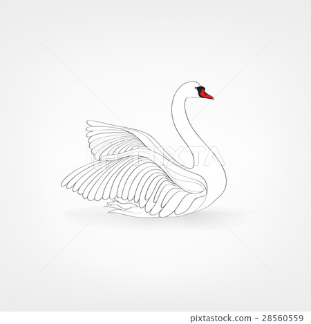 Swimming white bird swan isolated. 28560559