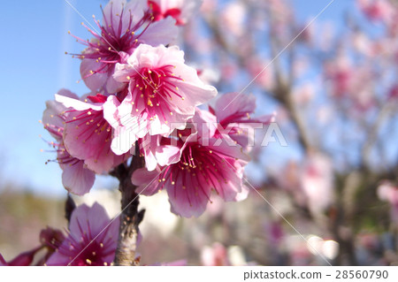 Cherry blossoms 28560790